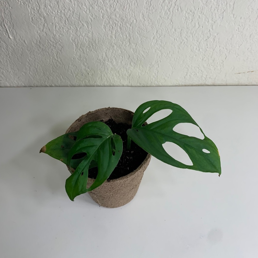 Monstera Adansonii